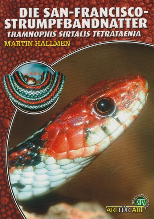 NTV Die San-Francisco-Strumpfbandnatter Thamnophis sirtalis tetrataenia