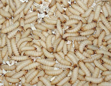 Bienenmaden
